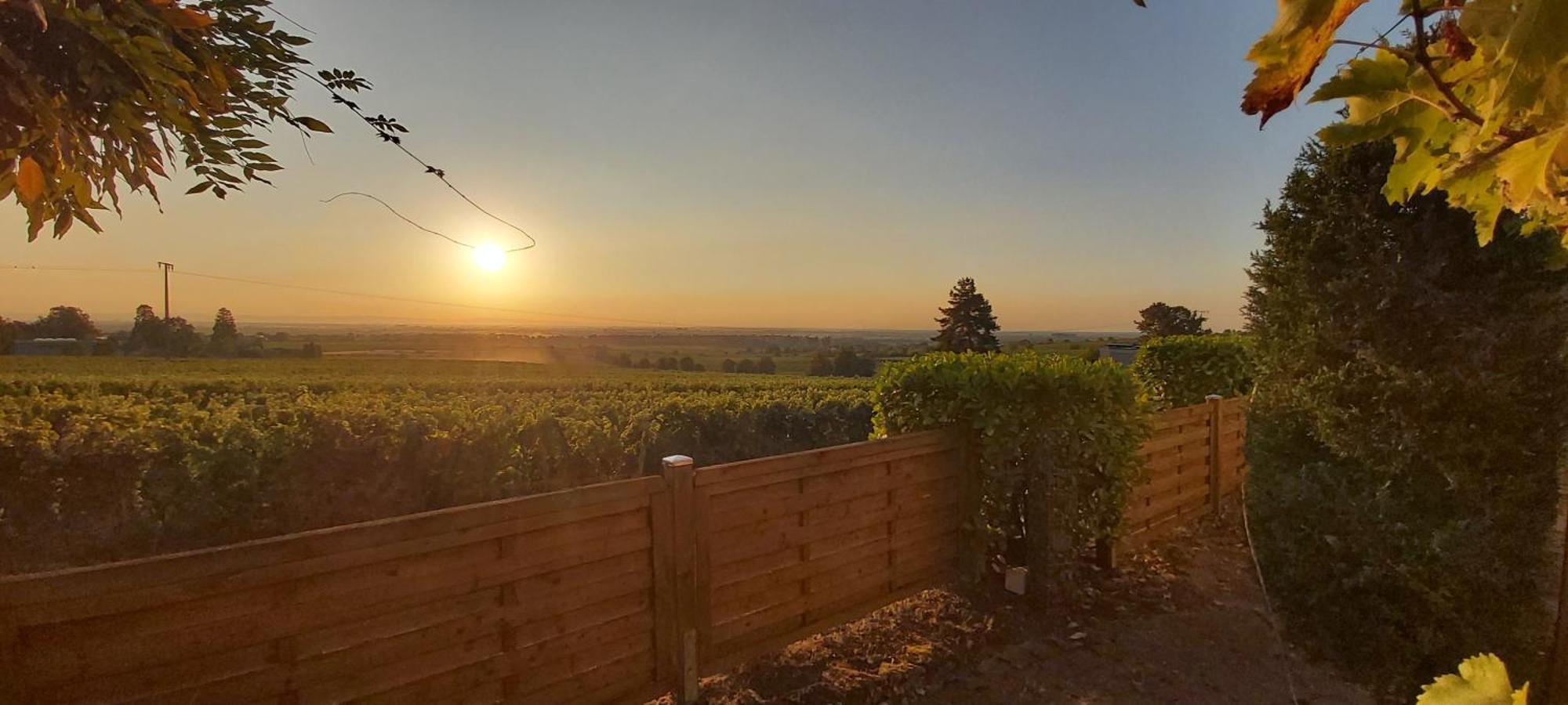 In Den Weinbergen * Wachenheim an der Weinstrasse